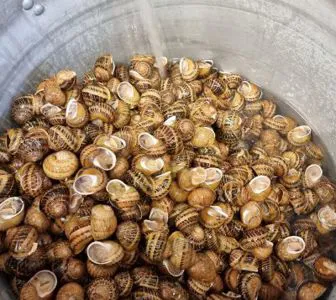 Schnecke